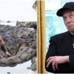 Elon se lanza contra la Odisea de Nolan